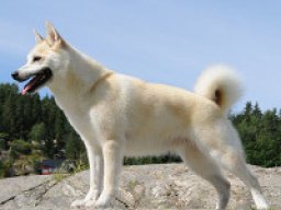 buhund_norvegien_20211129_1199439946